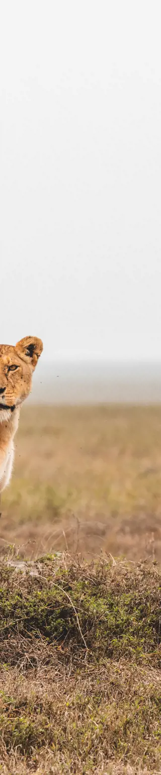 Erlebe Tansanias bekannteste Wildschutzgebiete auf höchstem Niveau